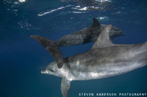 How about and over and under? Two Spotted Dolphins play i... by Steven Anderson 